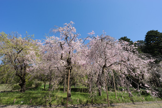 神代植物公園【八重紅枝垂桜】1-3