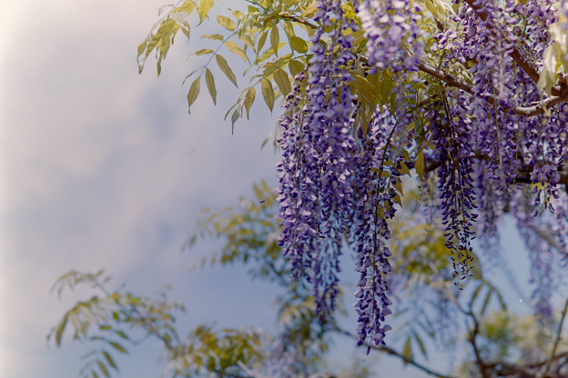 神代植物公園【藤の花】03銀塩