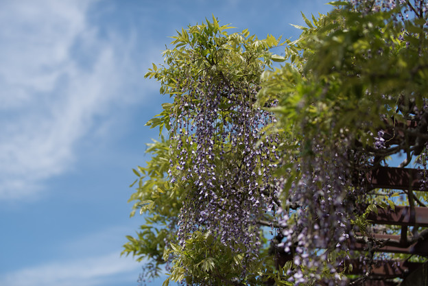神代植物公園【藤の花】04