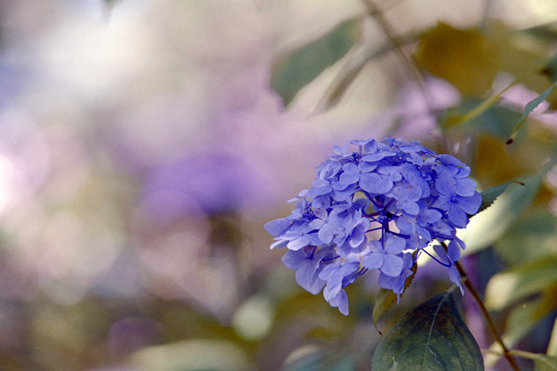 相模原北公園【紫陽花： 西洋アジサイ(青)】4銀塩
