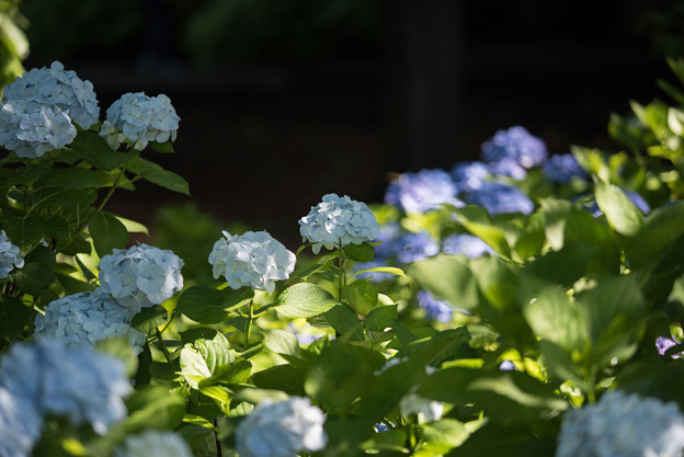 相模原北公園【紫陽花： シロテマリ】1