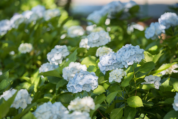 相模原北公園【紫陽花： シロテマリ】3