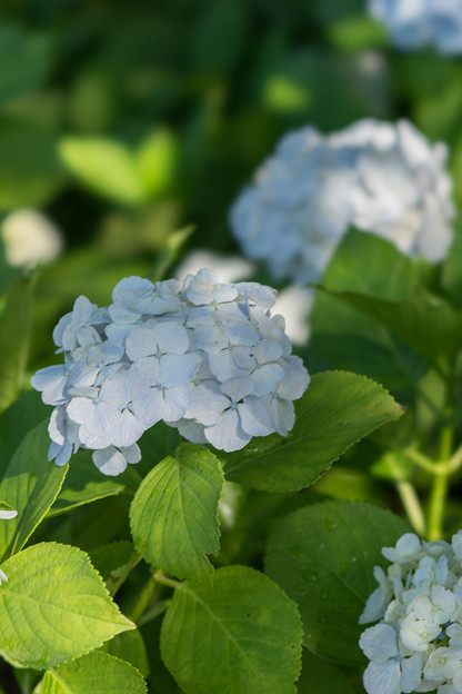 相模原北公園【紫陽花： シロテマリ】4