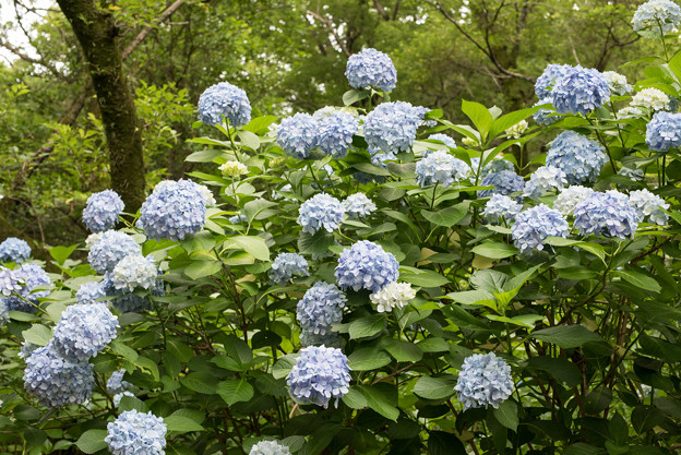 生田緑地【あじさい山の紫陽花】1