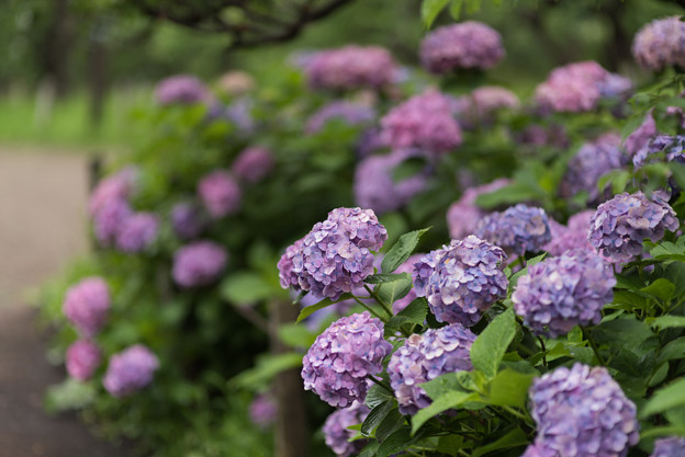 府中市郷土の森【群生するアジサイ】3