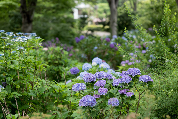 府中市郷土の森【群生するアジサイ】5