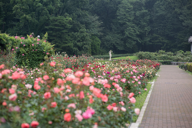 神代植物公園【7月のバラ園の様子】2