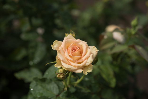 神代植物公園【薔薇：エメラルド・アイル】2