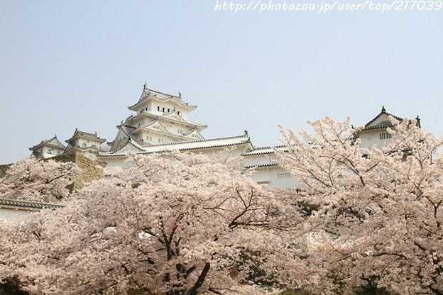 IMG_8171彦根城（国宝）と染井吉野