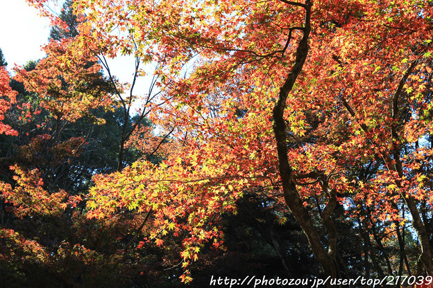 IMG_8728鶏足寺（旧飯福寺）・いろは紅葉