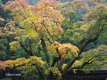 高野山 御室光台院 PB020463