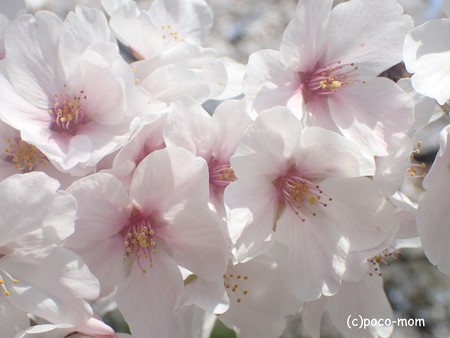 桜 P3272014