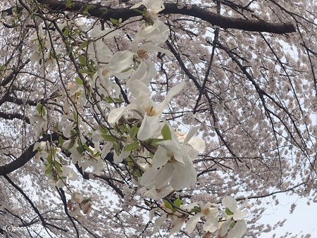 コブシと桜 P3272076