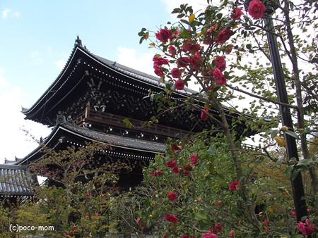 知恩院三門 P4080981