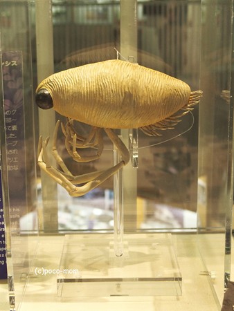 東北大学理学部自然史標本館 P4290270