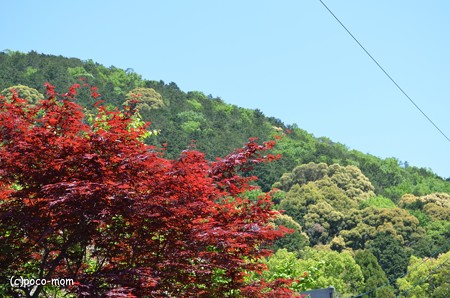 山科毘沙門堂 DSC_0220