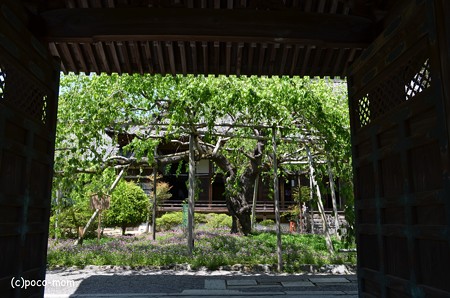 山科毘沙門堂 DSC_0269
