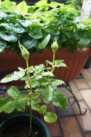 3kiti24062201