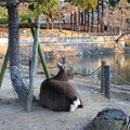 Photos: 東大寺の鹿