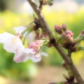 菜の花と桜