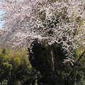 桜の小径
