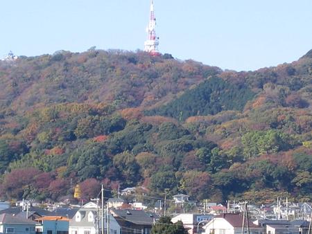 色づく高麗山2008-11-30