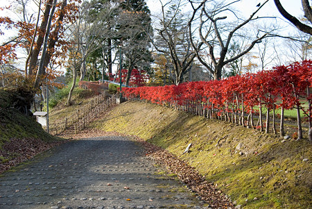 公園の垣根
