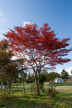お堀の側の紅葉