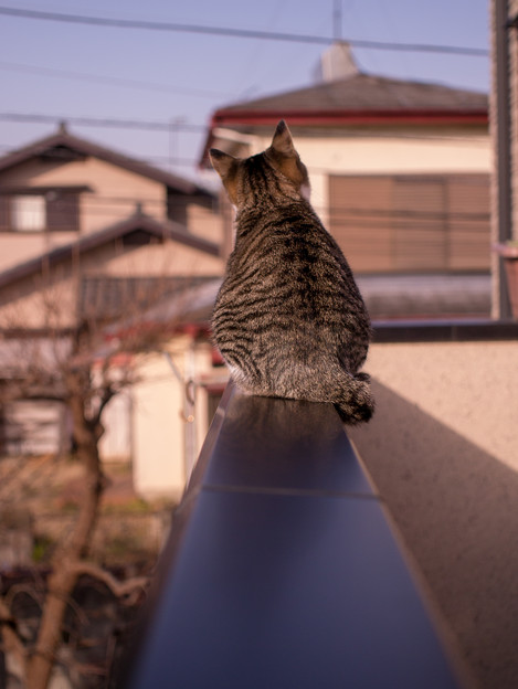 でかいお腹とお尻