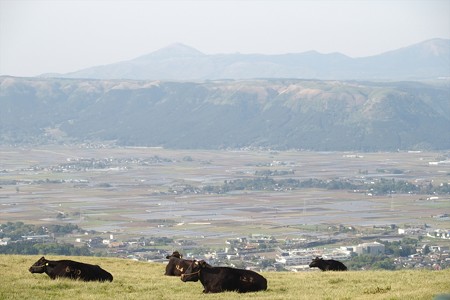 阿蘇山の牛