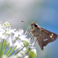 19IMG_3681
