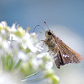 19IMG_3675