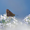 19IMG_3771