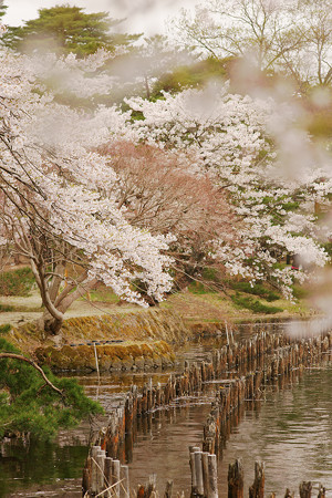 南湖の桜
