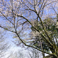Photos: 出迎えの桜