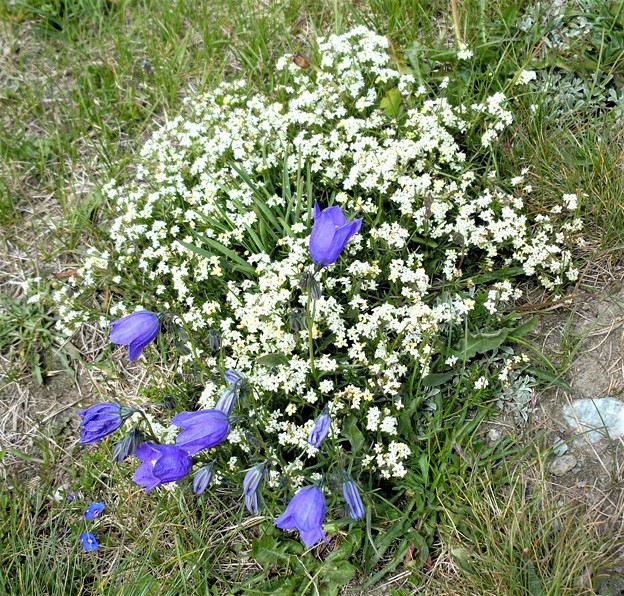 カンパヌラと白い花