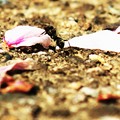 Photos: 蟻さんの花見
