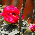 Photos: 他人の花