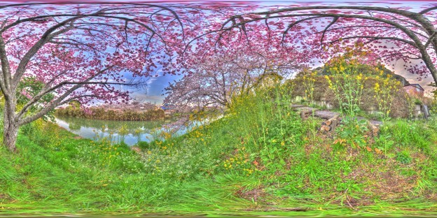 牧之原市 勝間田川の桜 360度パノラマ写真(8) HDR