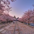 京都 蹴上 インクライン　桜