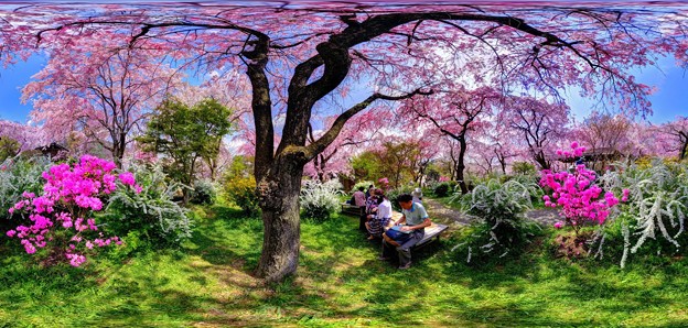 京都・原谷苑の桜 360度パノラマ写真(3)