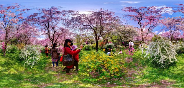 京都・原谷苑の桜 360度パノラマ写真(5)
