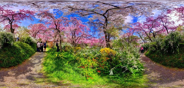 京都・原谷苑の桜 360度パノラマ写真(9)