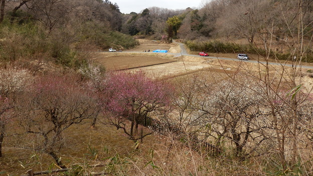寺家の梅園