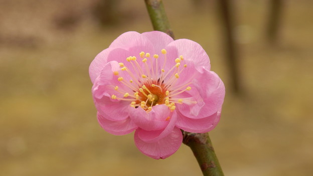 梅の開花