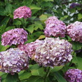 枯れかけた紫陽花　（2）