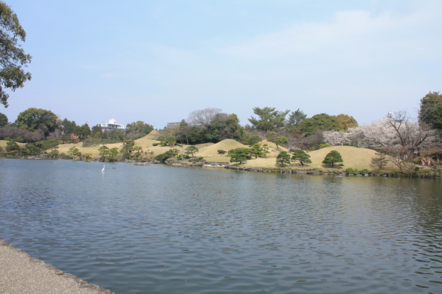 水前寺公園　20190322_49