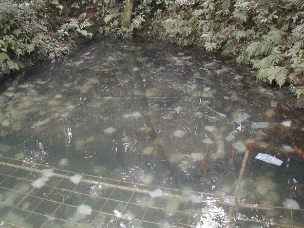 八重垣神社 鏡池 写真共有サイト フォト蔵