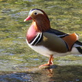 IMG_0503