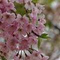 枝垂桜